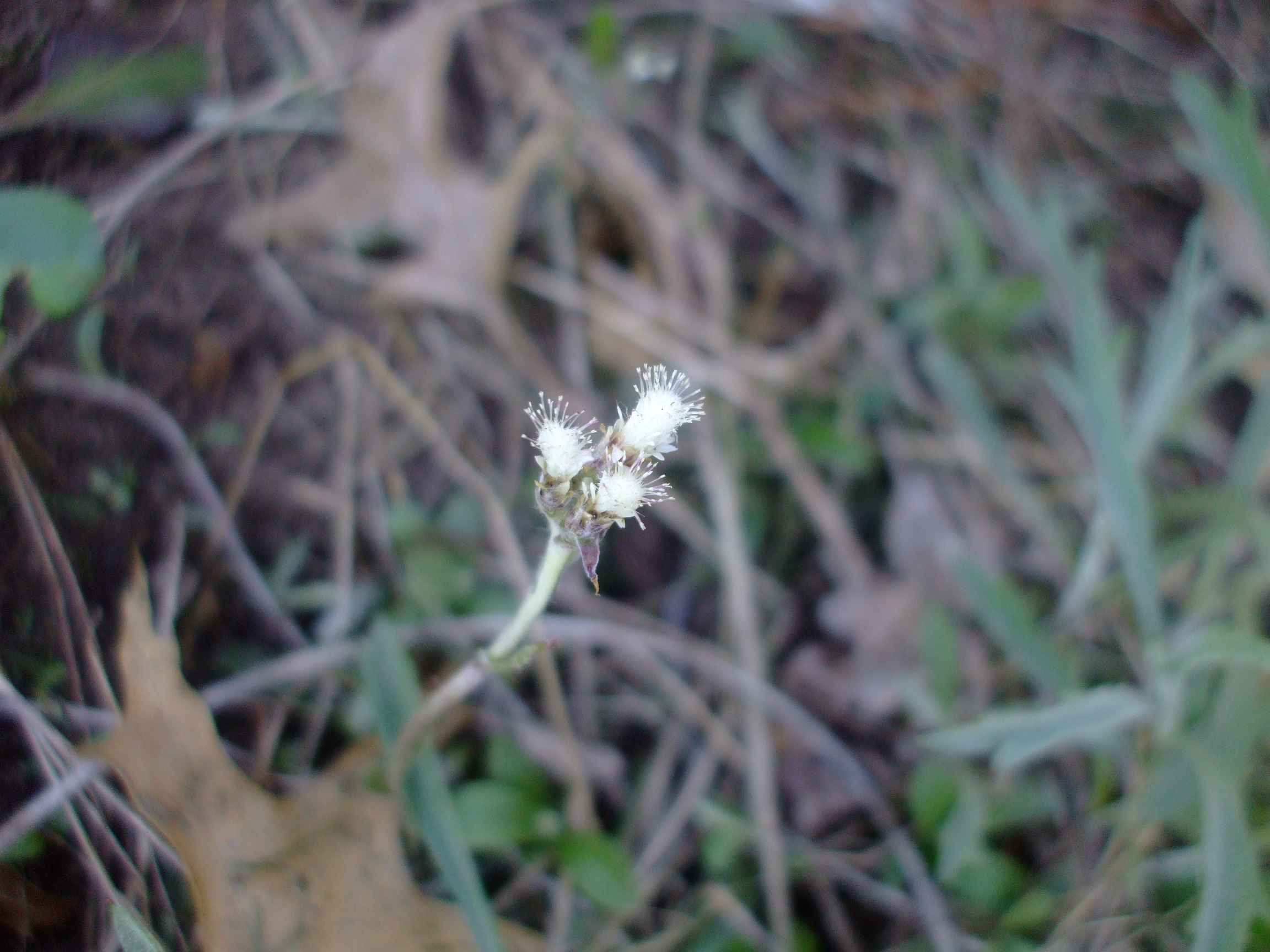 Antennaria neglecta